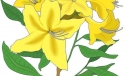 黄色花朵003