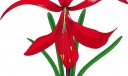 红色兰花