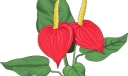 红色花朵插图100