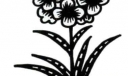 第三组花植物之花类小插图 共五张