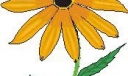 黑板报花类插图17：菊花