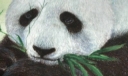 熊猫粉笔画（郭军作品）
