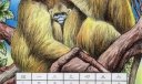 猴子月历粉笔画图片