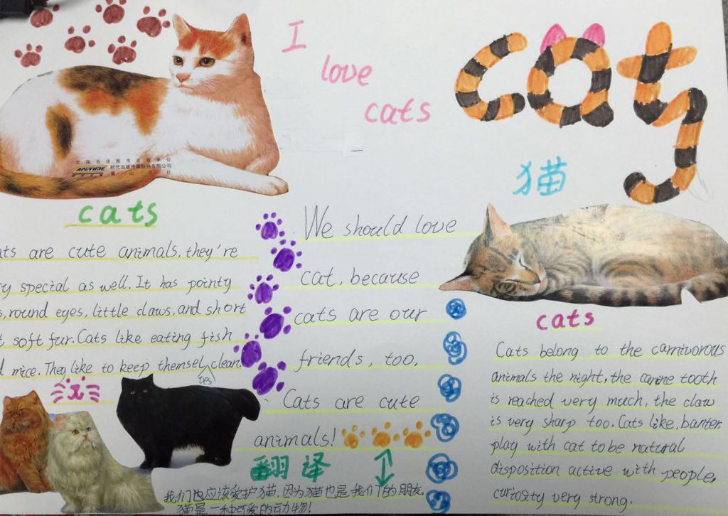 关于猫的手抄报（I Love Cat paper-handwriting）