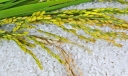 影响大米食用效果的五个重要因素 四招识别致癌大米