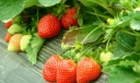 草莓农药残留超标如何吃草莓？