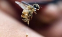 被蜂蜇了怎么办？被蜂蜇的急救方法