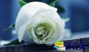 白玫瑰花语的含义