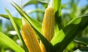 中国哪个省产玉米最多？中国十大产玉米大省排名