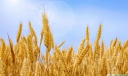中国十大小麦产量大省排名，河南与山东占据前两名