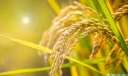 中国水稻产量省份排名前十：湖北排第五，黑龙江排第一位