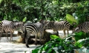新加坡旅游景点排名前十，新加坡动物园排第一位