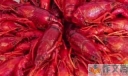 龙虾的腌制方法 龙虾怎么腌制